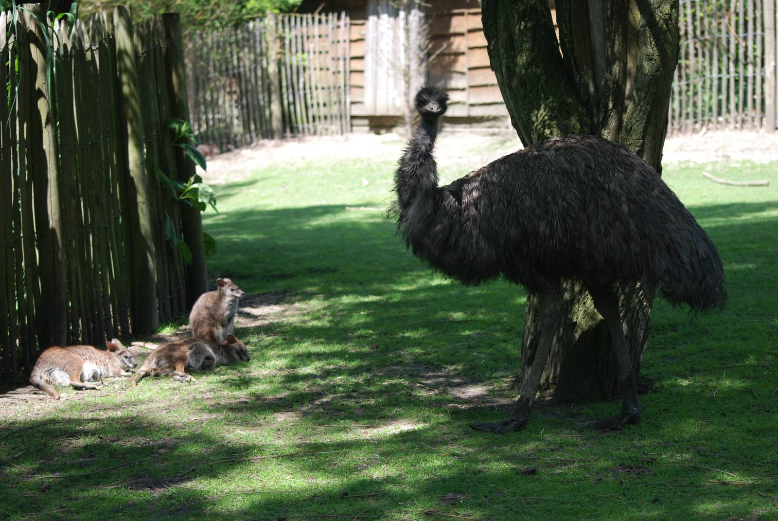 Emu and Parma Wallabies at Best, 02/06/12
