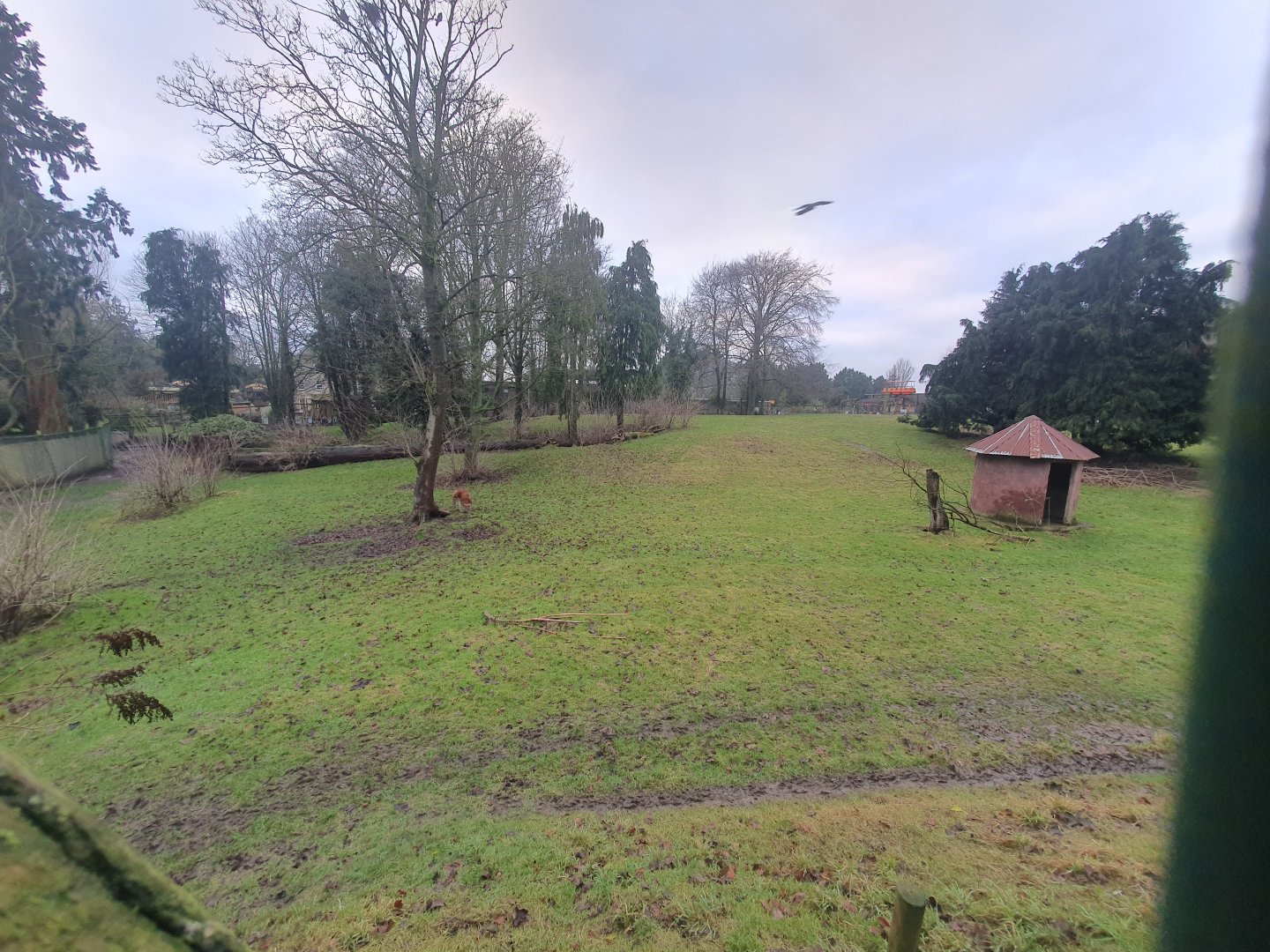 Emu and Red Kangaroo enclosure 3/1/24