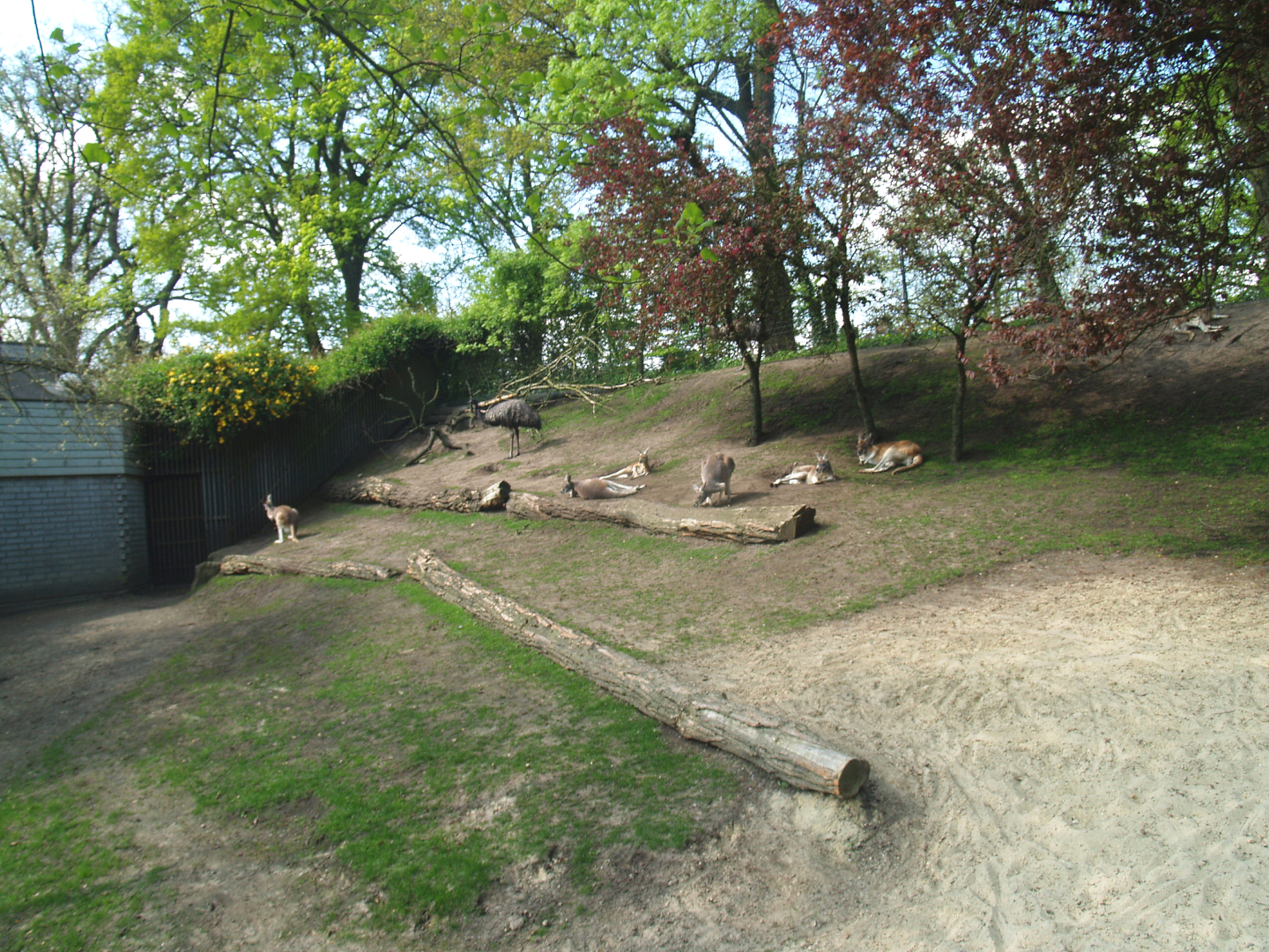 Emu and Red kangaroo exhibit, 2009-04-19