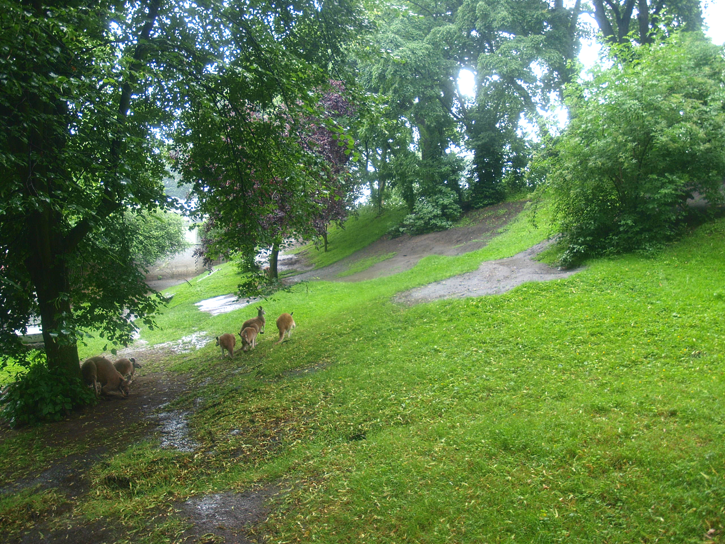 Emu and Red kangaroo exhibit, 2015-07-19