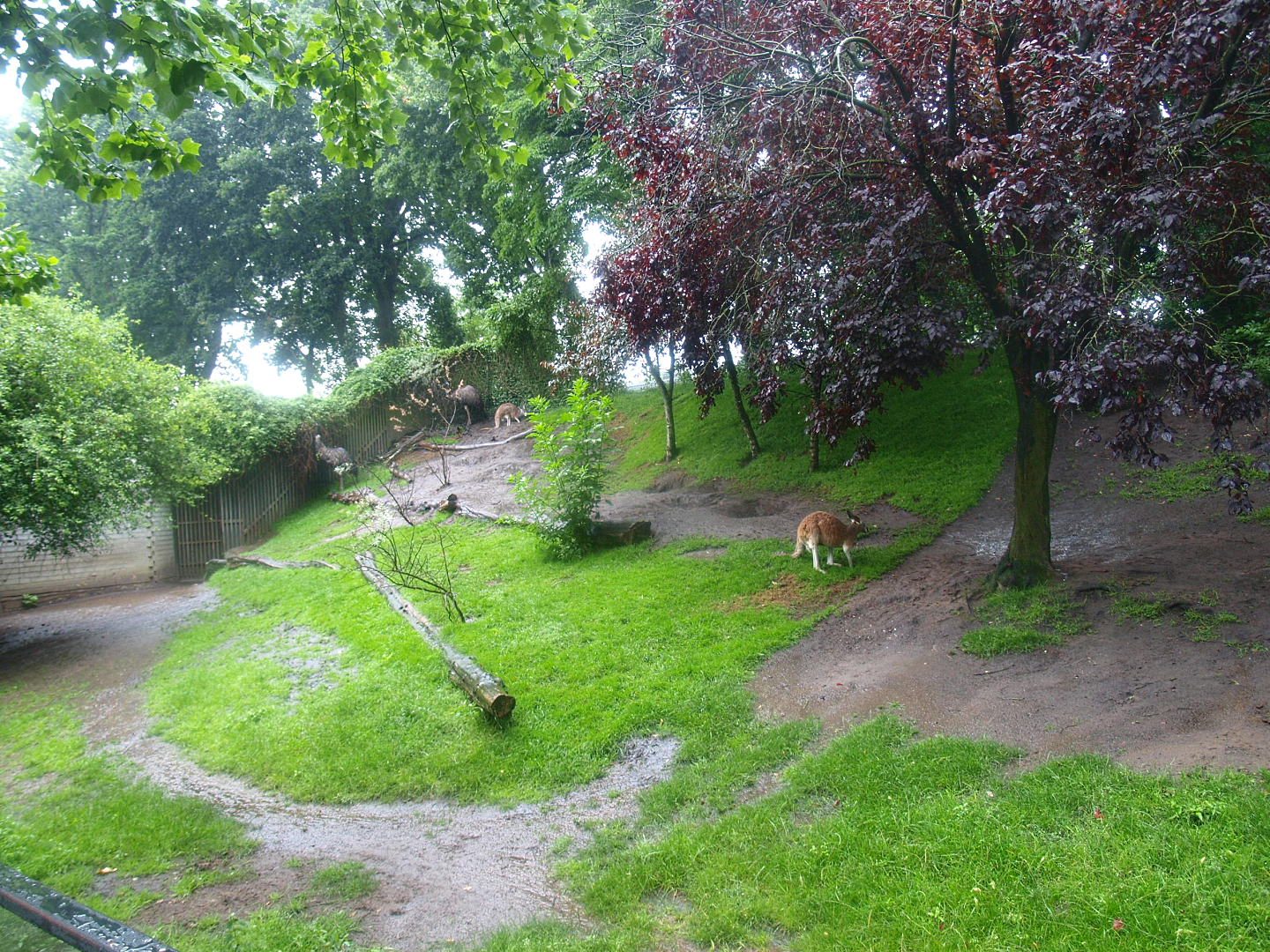 Emu and Red kangaroo exhibit, 2015-07-19