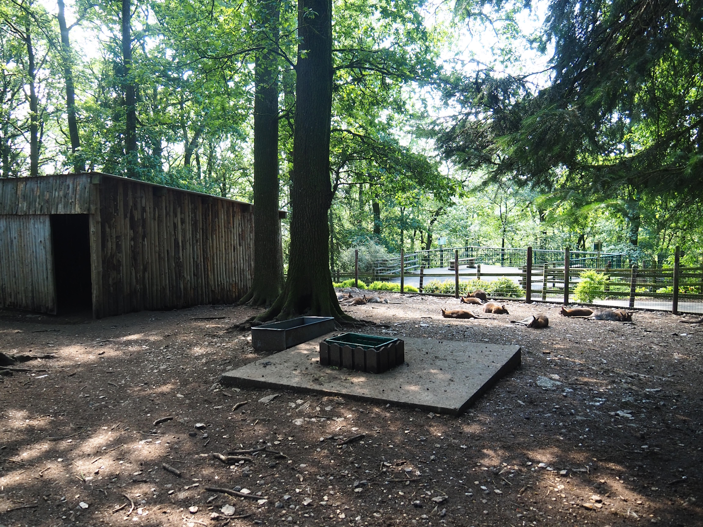 Emu and Red-necked wallaby barn and paddock, 2023-06-24