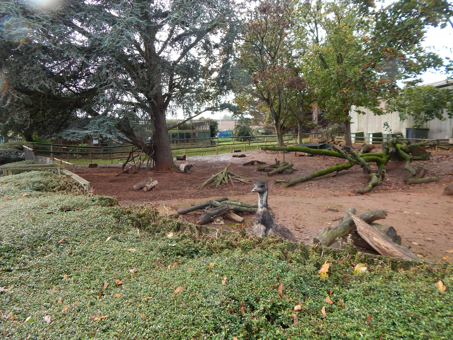 Emu and Red-necked wallaby enclosure 051122