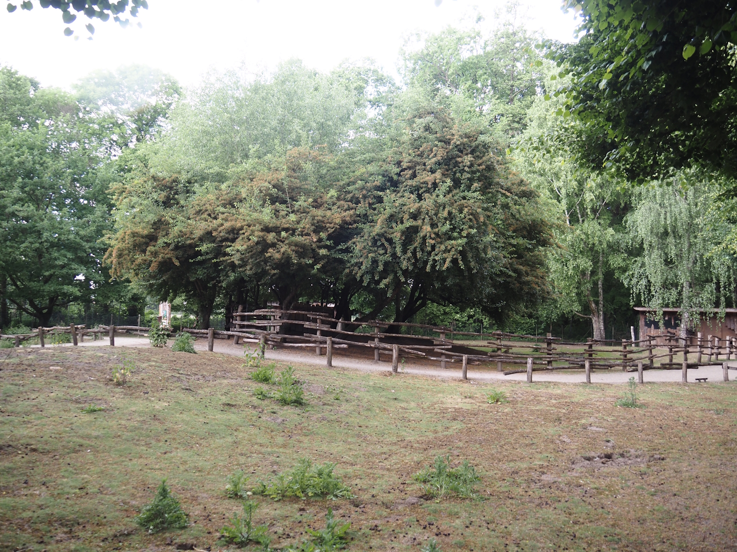 Emu and Red-necked wallaby walk-through exhibit, 2025-05-22