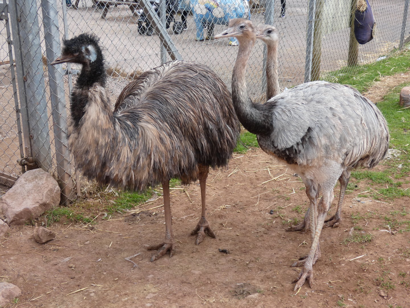 Emu and Rhea