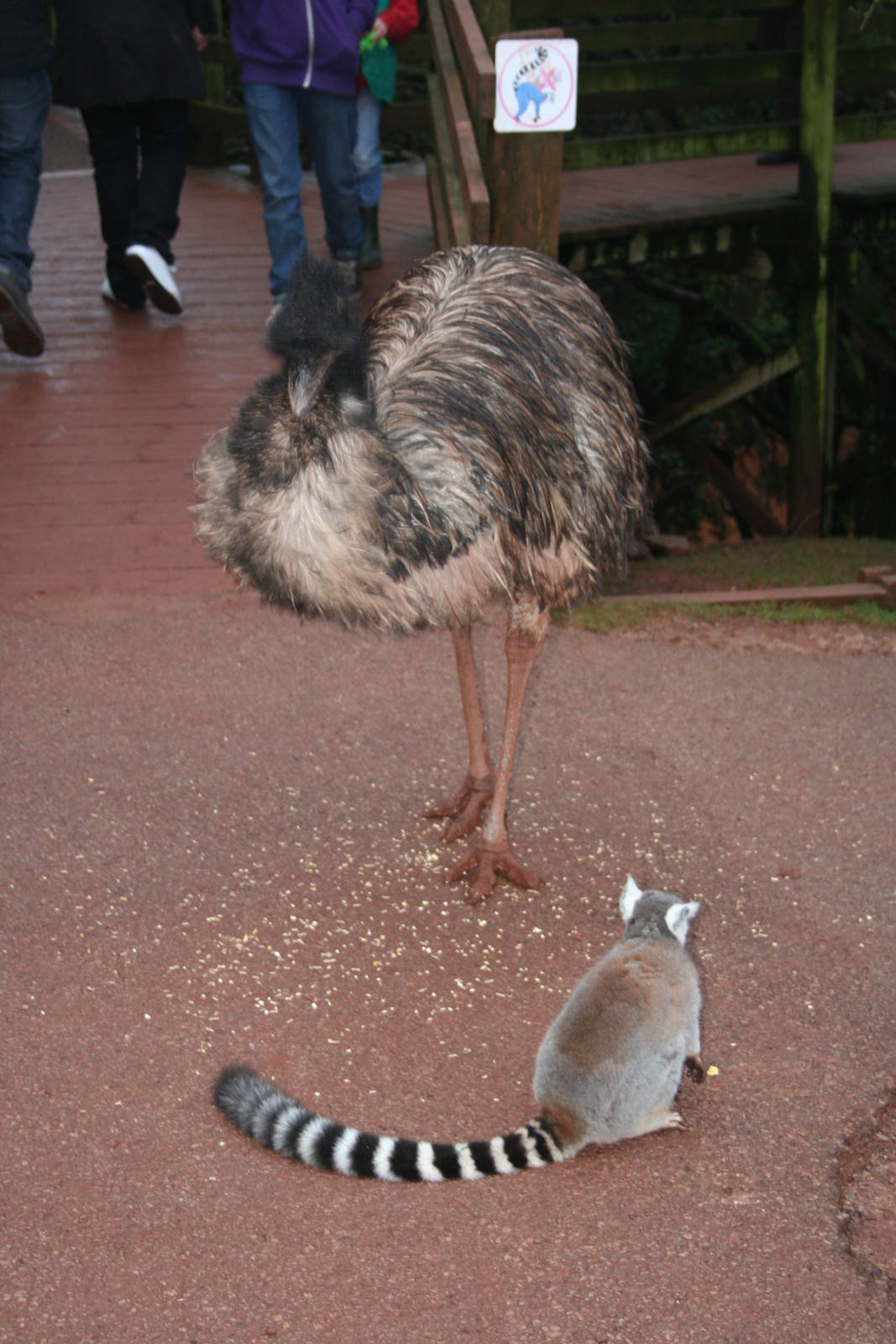 Emu and ring-tailed lemur