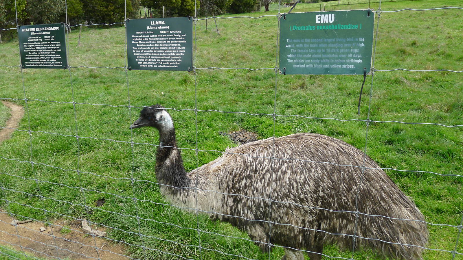 Emu and signs