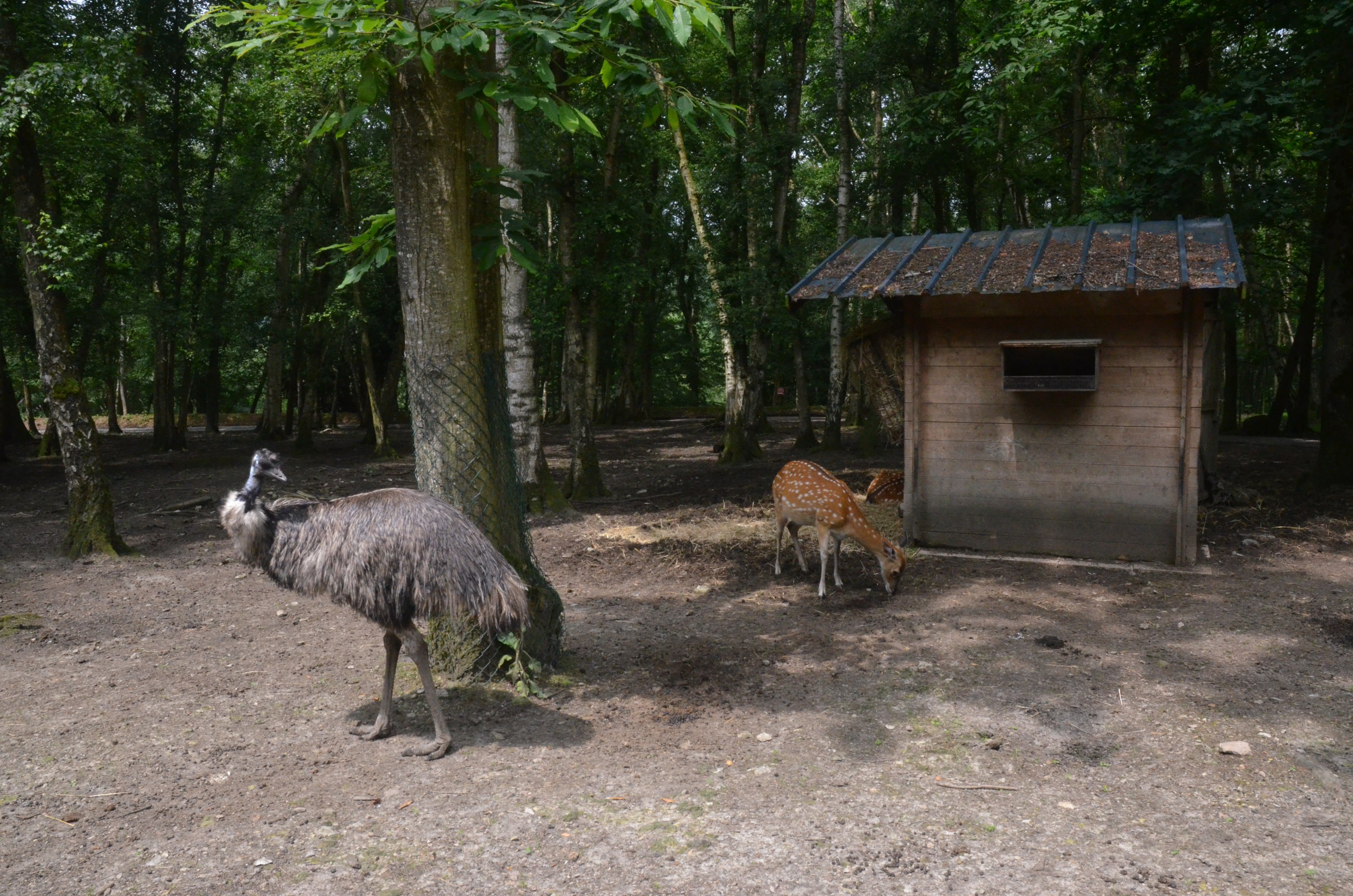 Emu and Vietnamese Sika from the Road Train at CERZA, 10/06/18