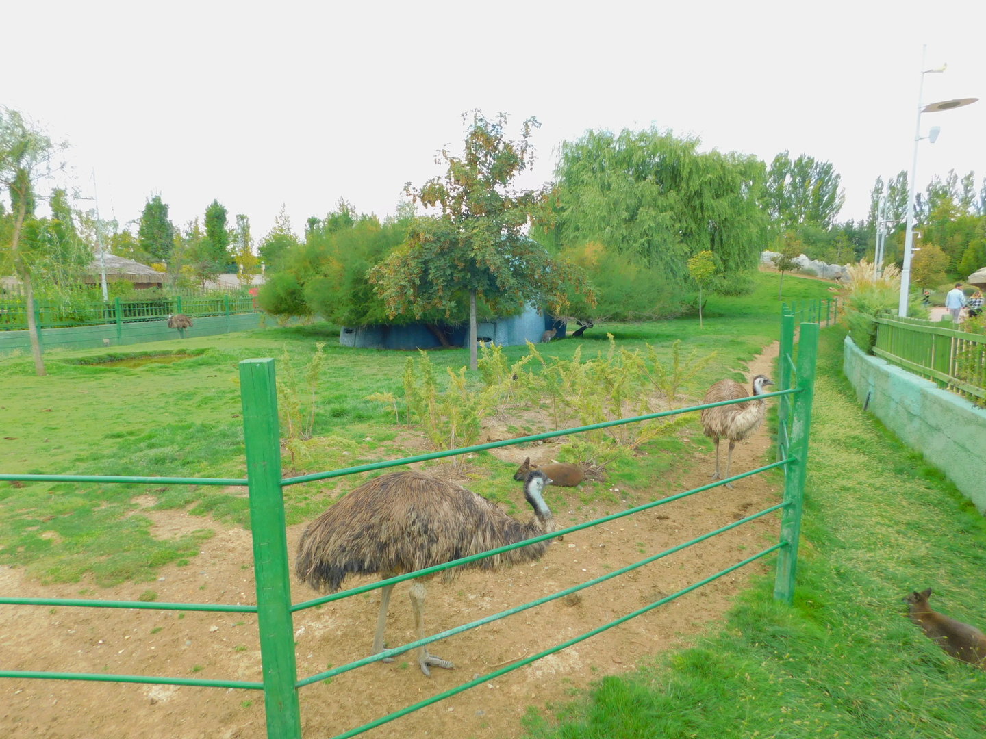 Emu and Wallaby Enclosure