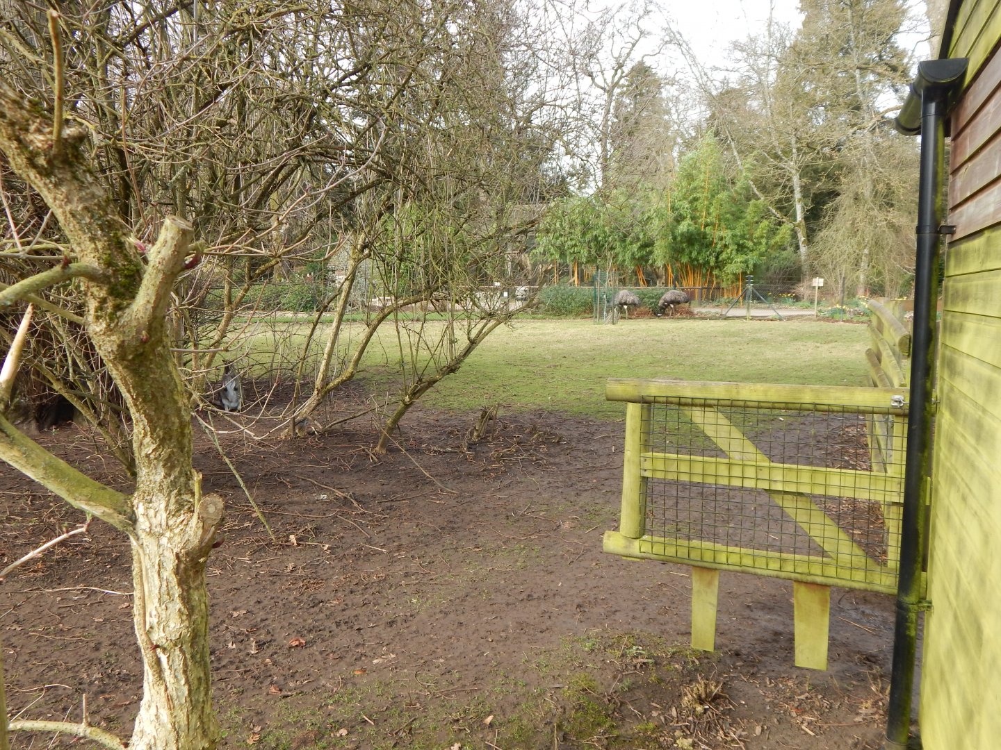 Emu and wallaby exhibit 280222