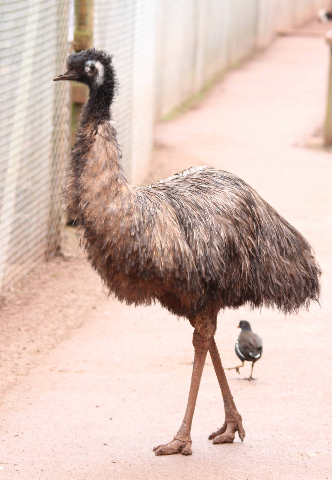Emu and wanna-be. 1-4-14