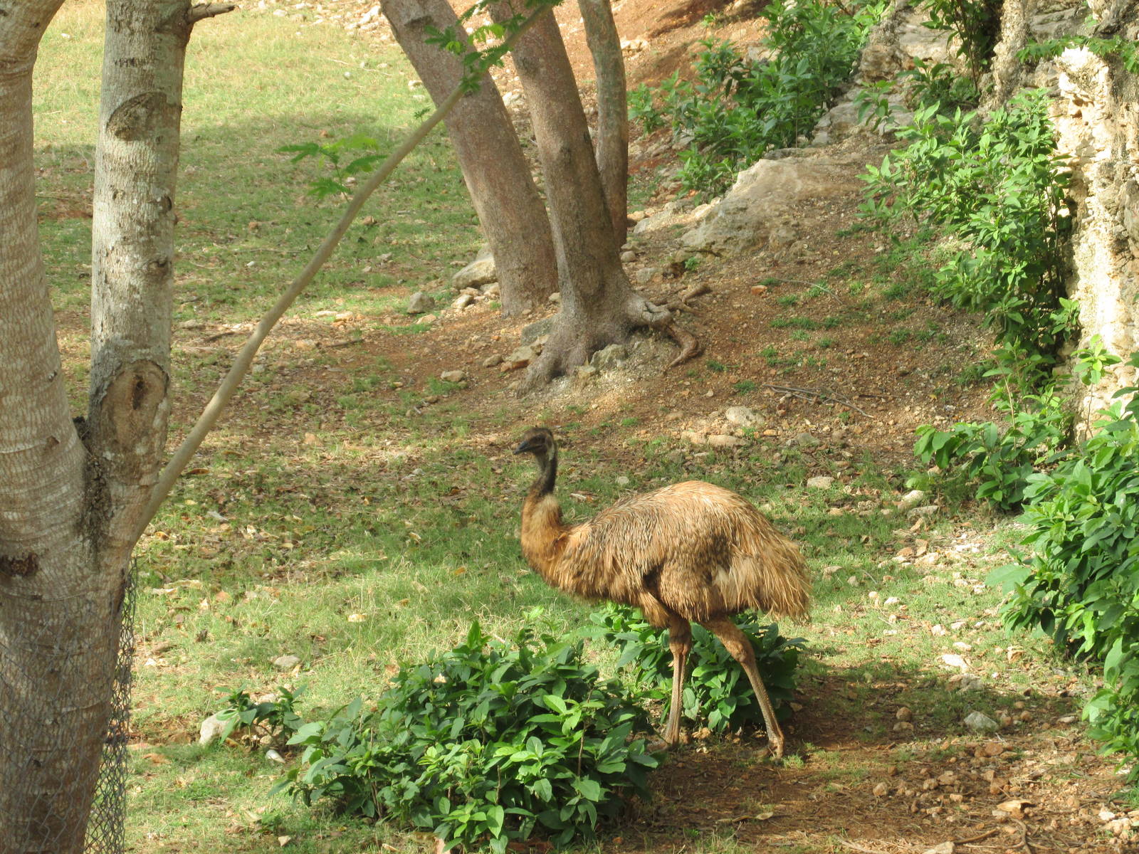 emu animaya