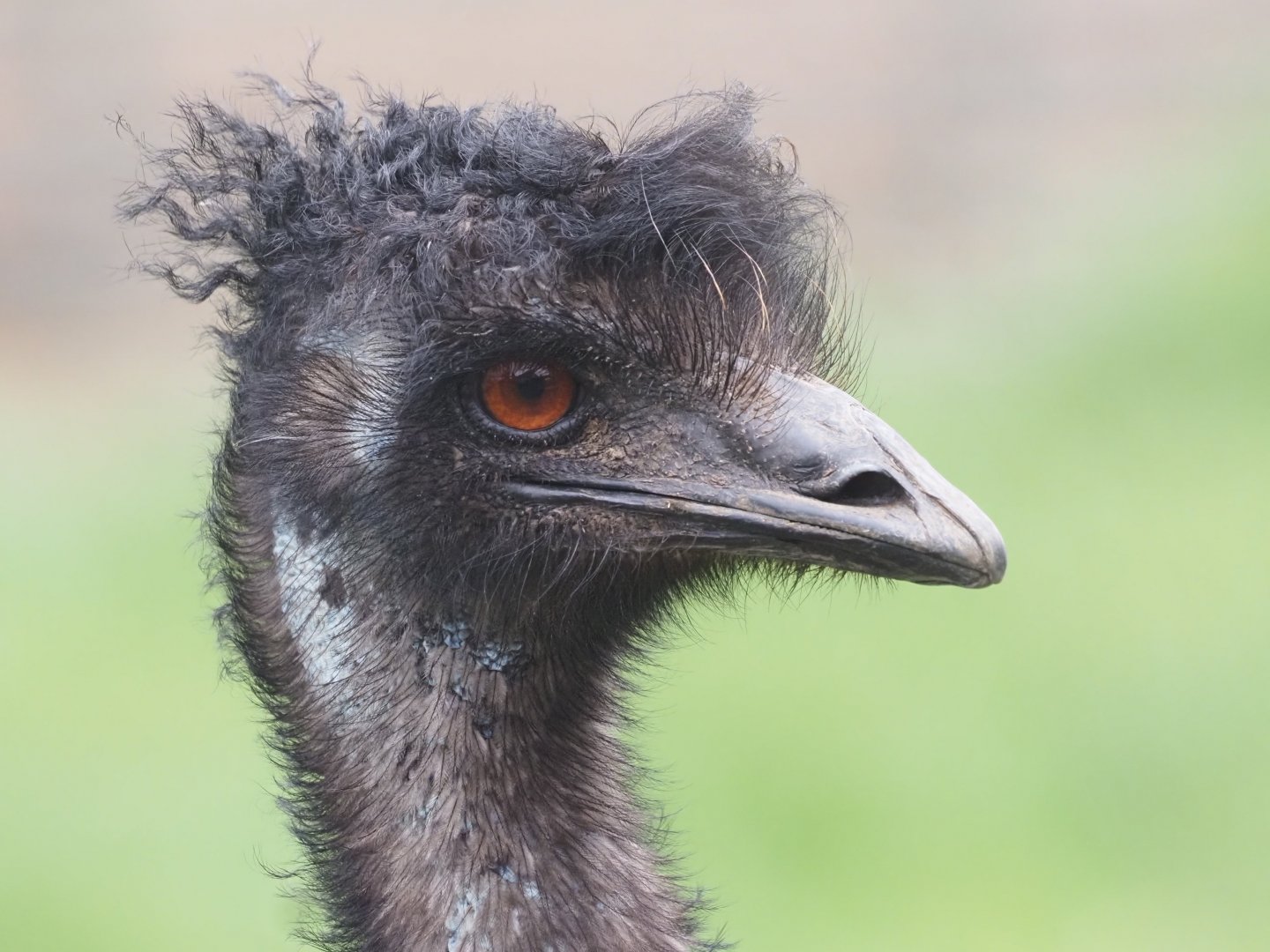 Emu "Arthur"