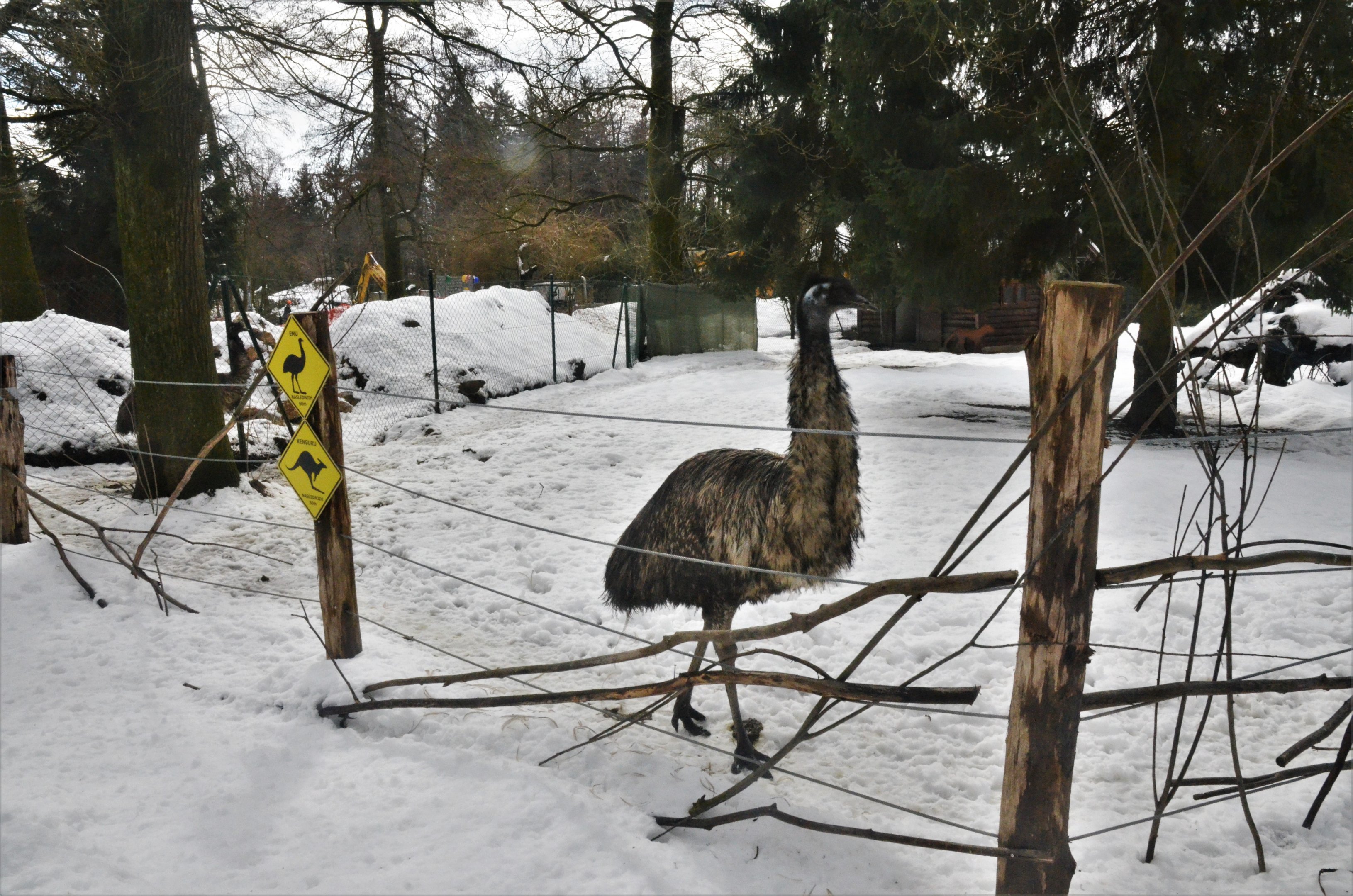 Emu at Ljubljana Zoo, 07/03/18