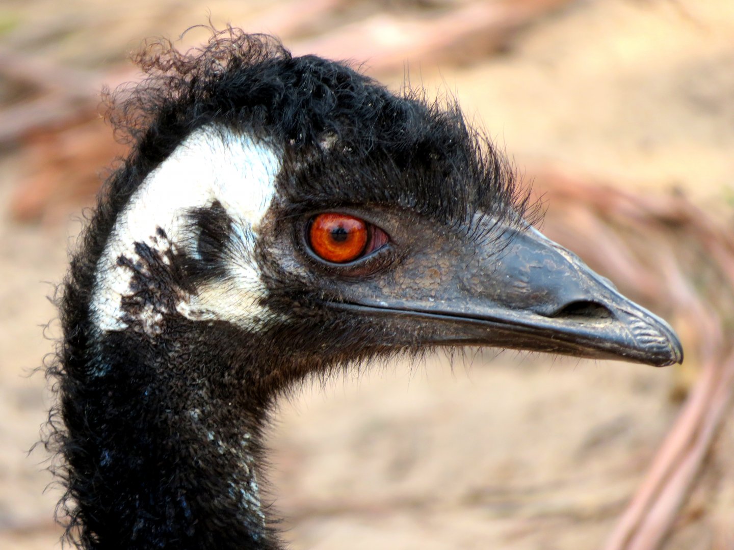 Emu at Lone Pine Koala Santuary