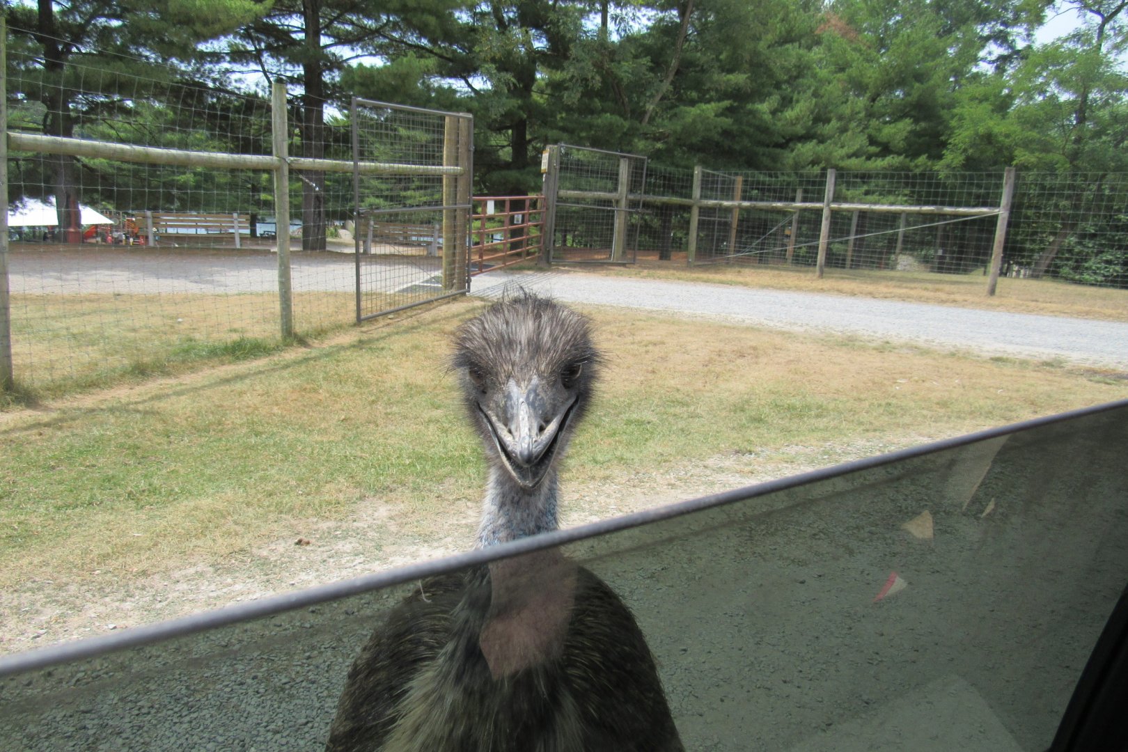 emu at my window