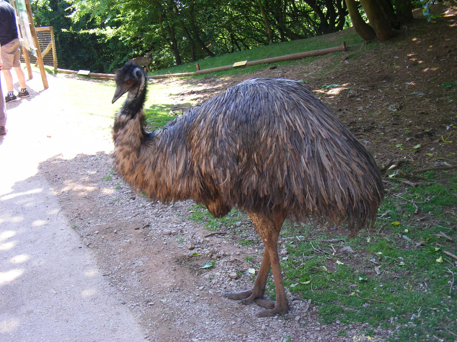 Emu at South Lakes Wild Animal Park, 23 May 2010