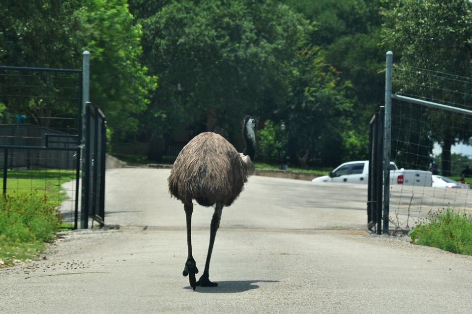 Emu at the exit gate.