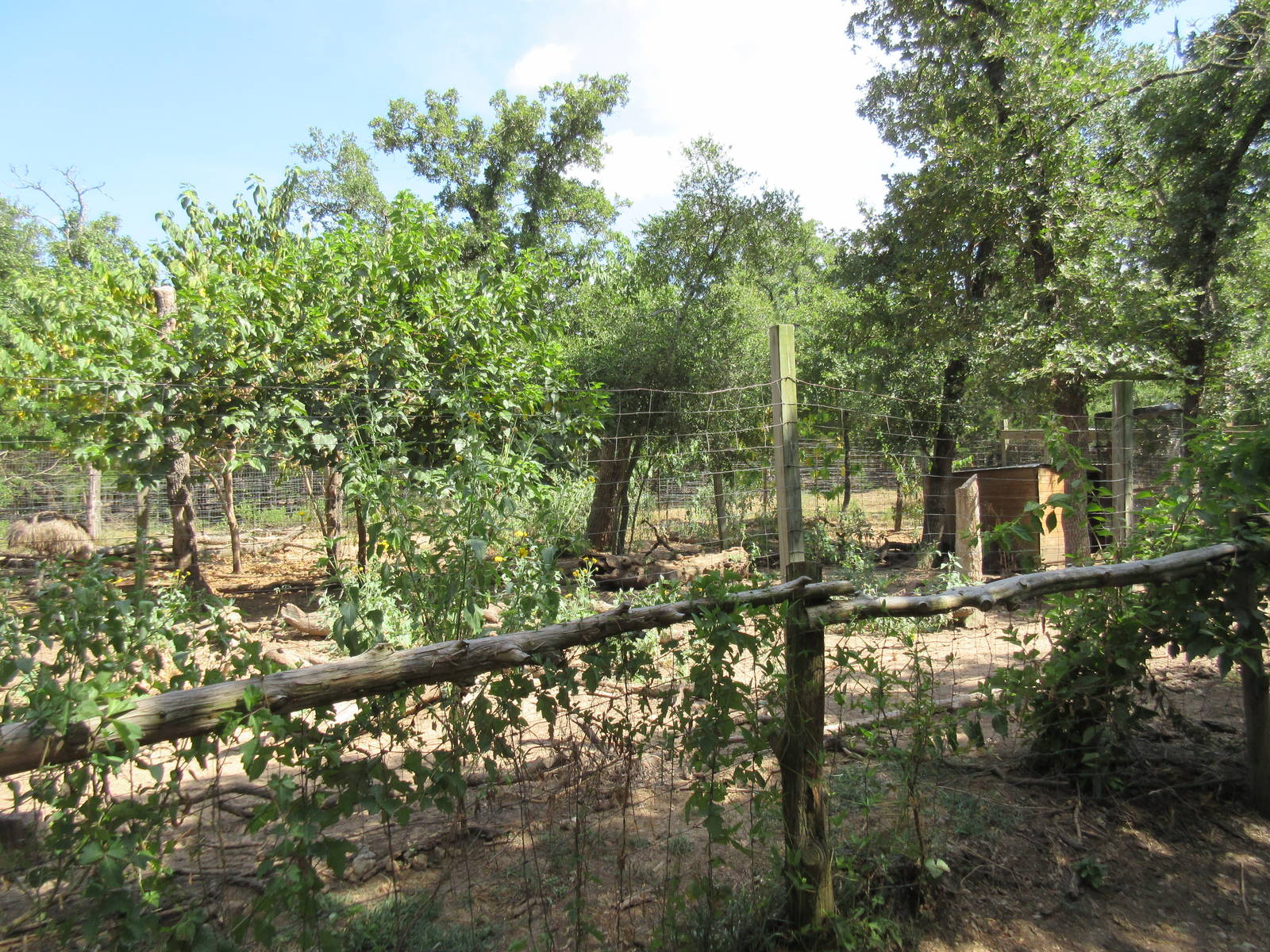 Emu/Bennett's Wallaby Exhibit