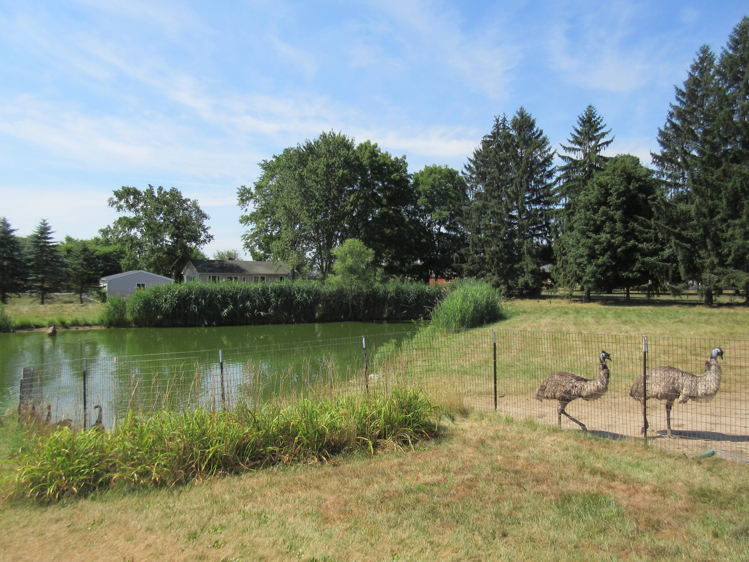 Emu/Black Swan Exhibit