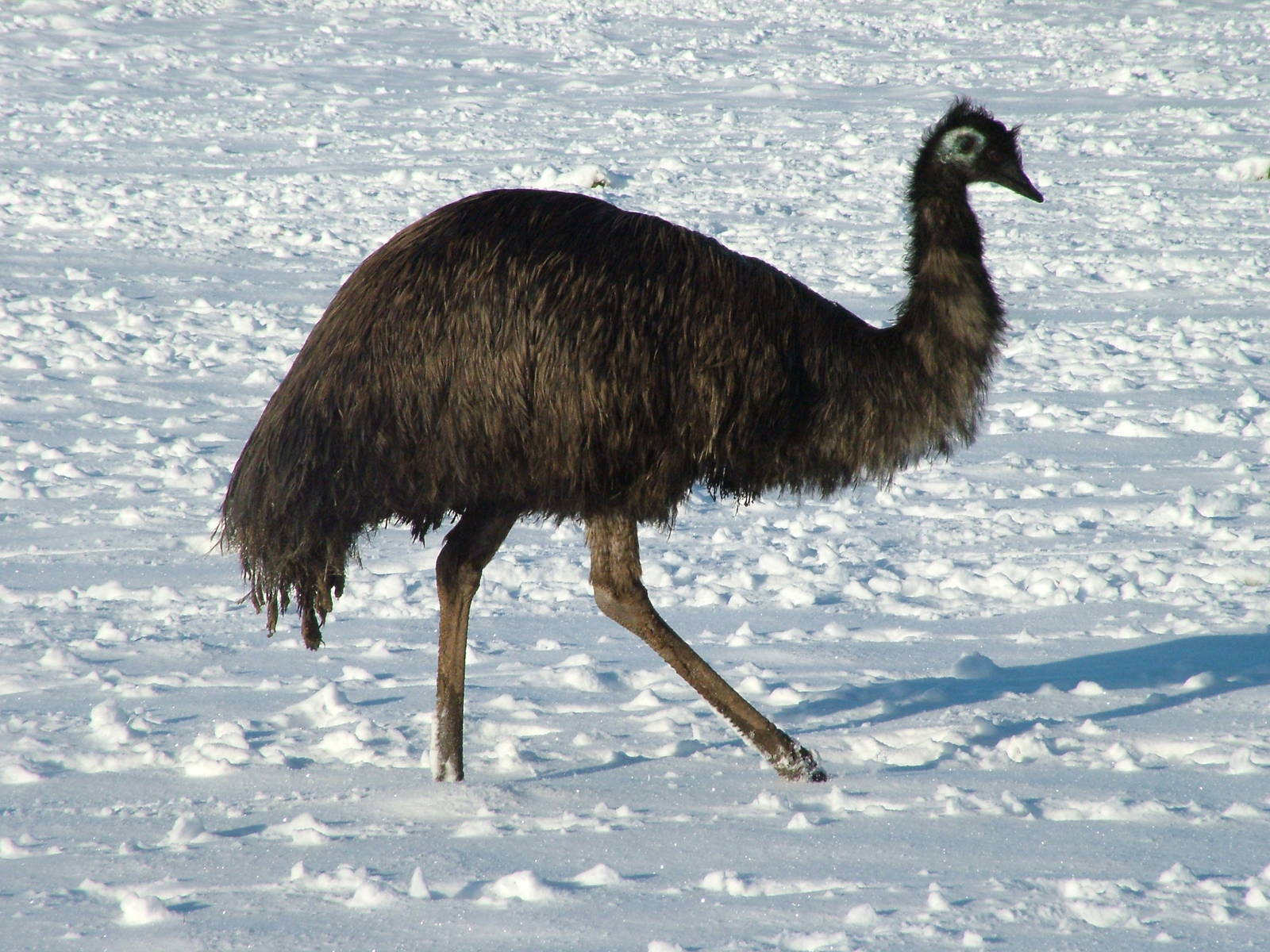 Emu, Blackbrook in the Snow, 03/01/10