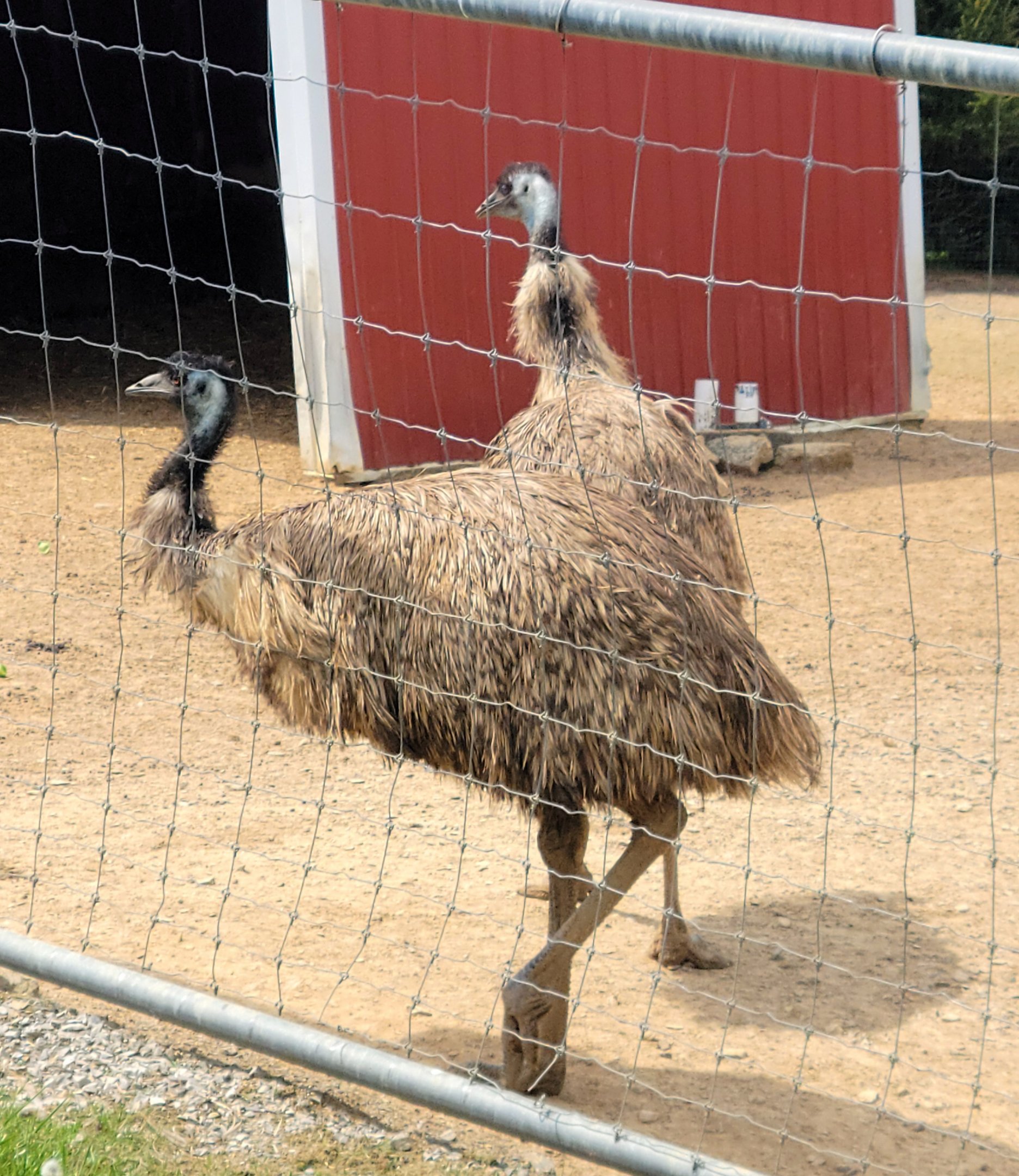 Emu-Bright's Zoo