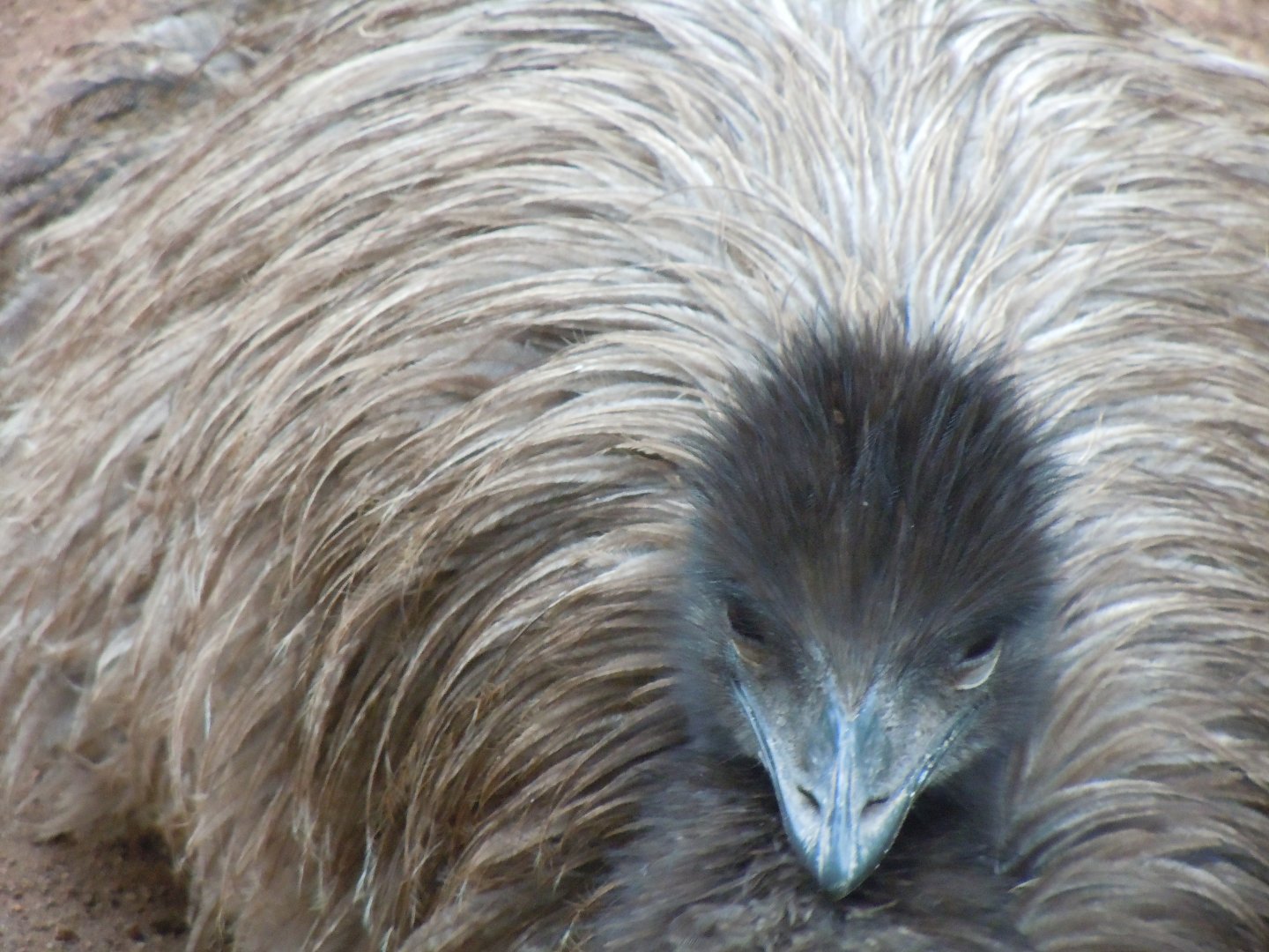 Emu - Budapest Zoo November 2017