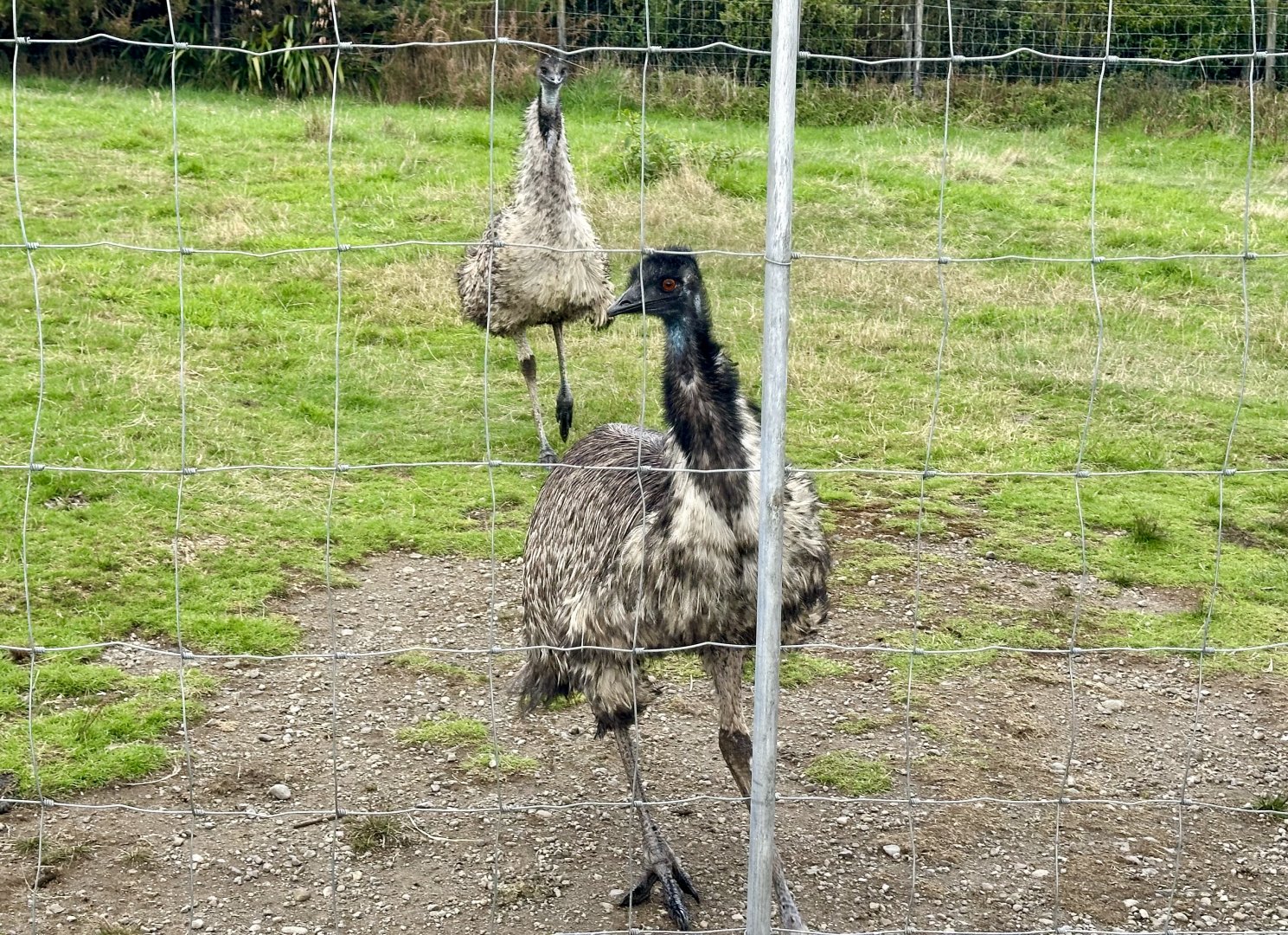 Emu Chasing