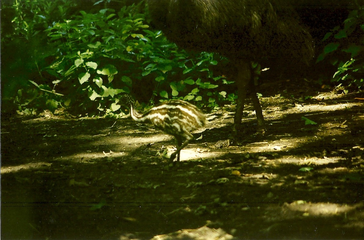Emu chick 5th June 1999