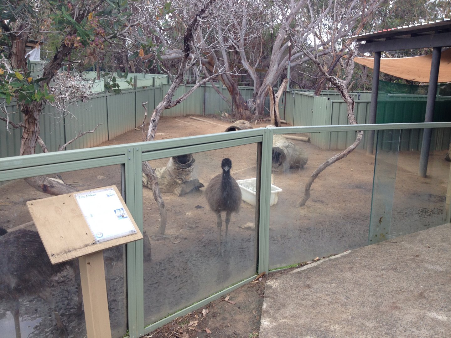Emu chick exhibit