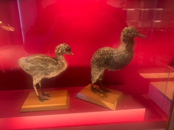 Emu chick & little spotted kiwi (taxidermised)