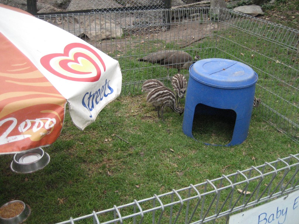 Emu chick pen