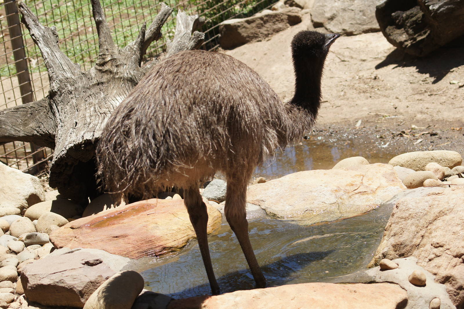 Emu chick
