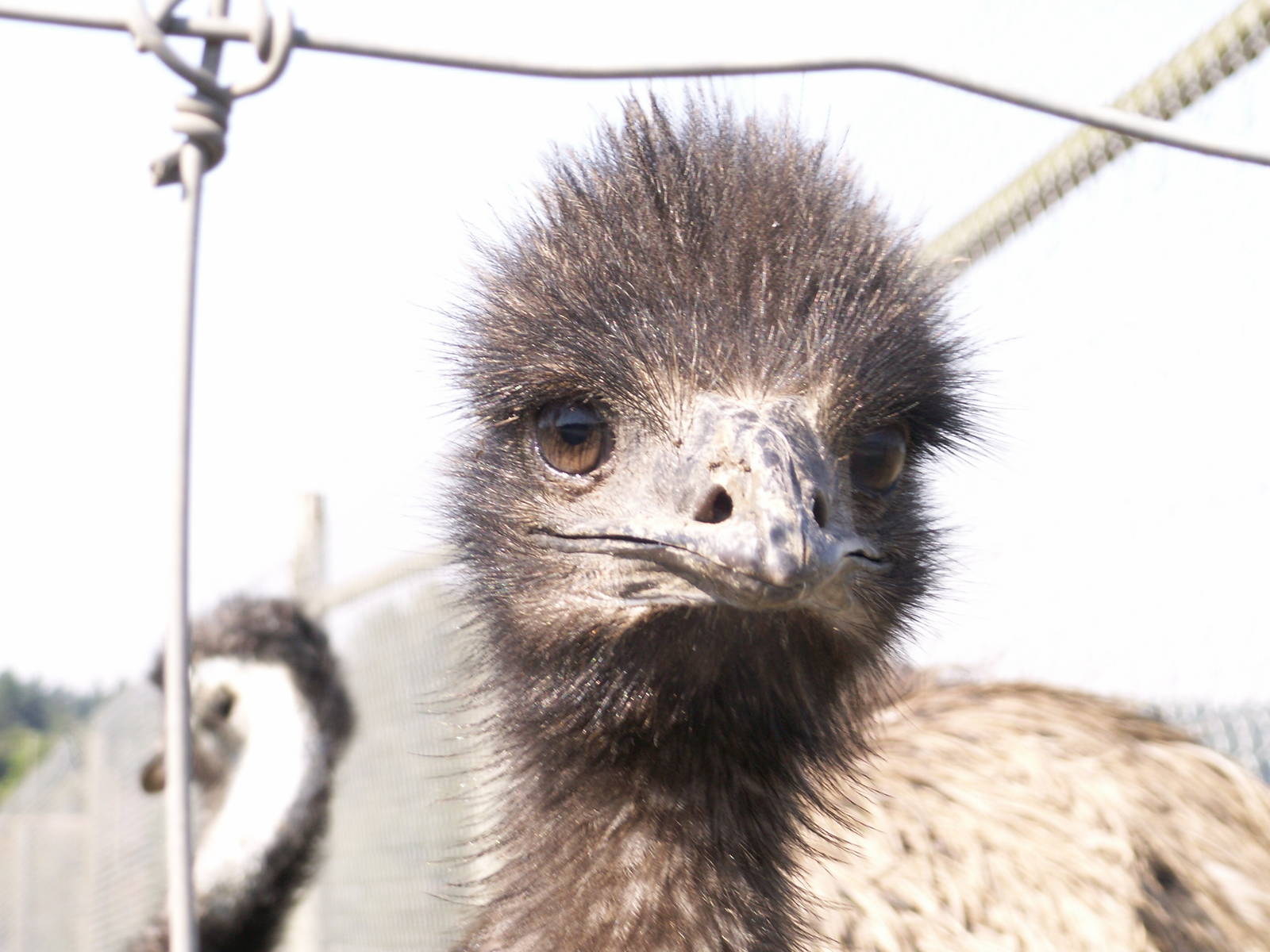 emu chick