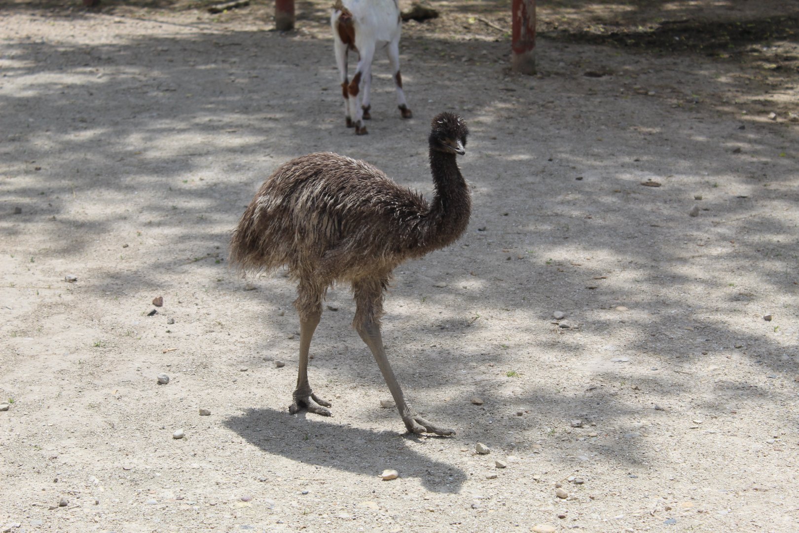 Emu Chick