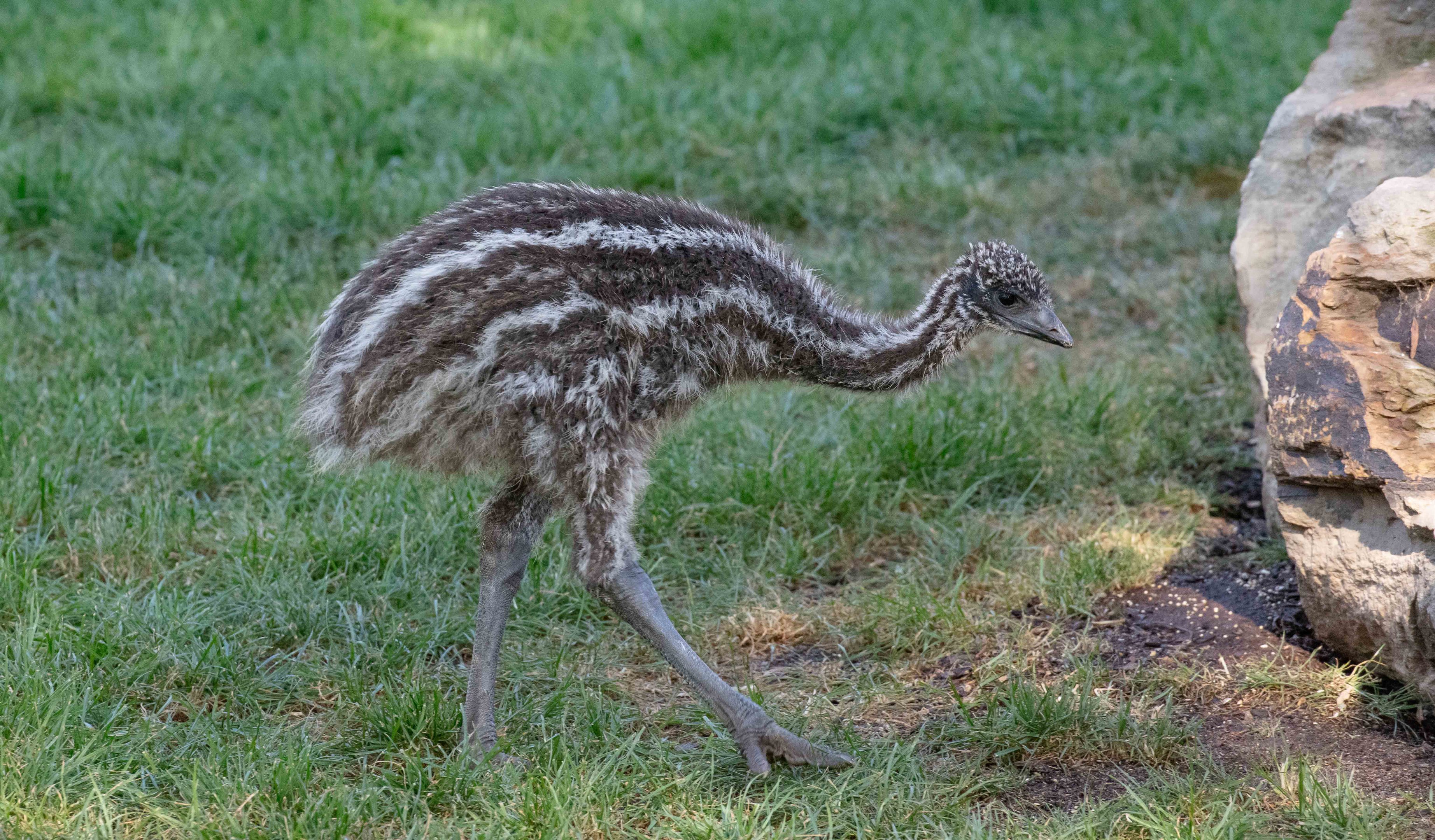 Emu chick