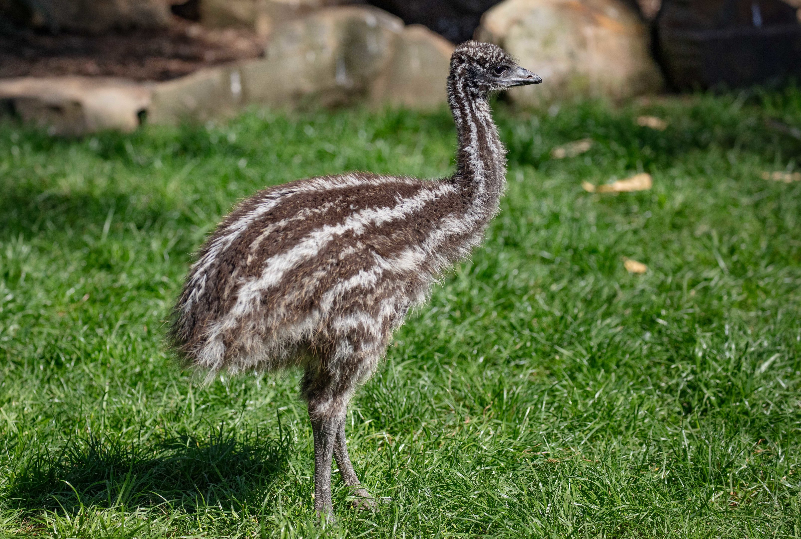 Emu chick
