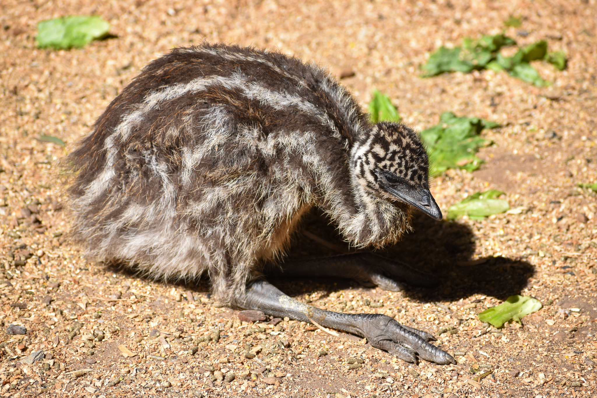 Emu chick