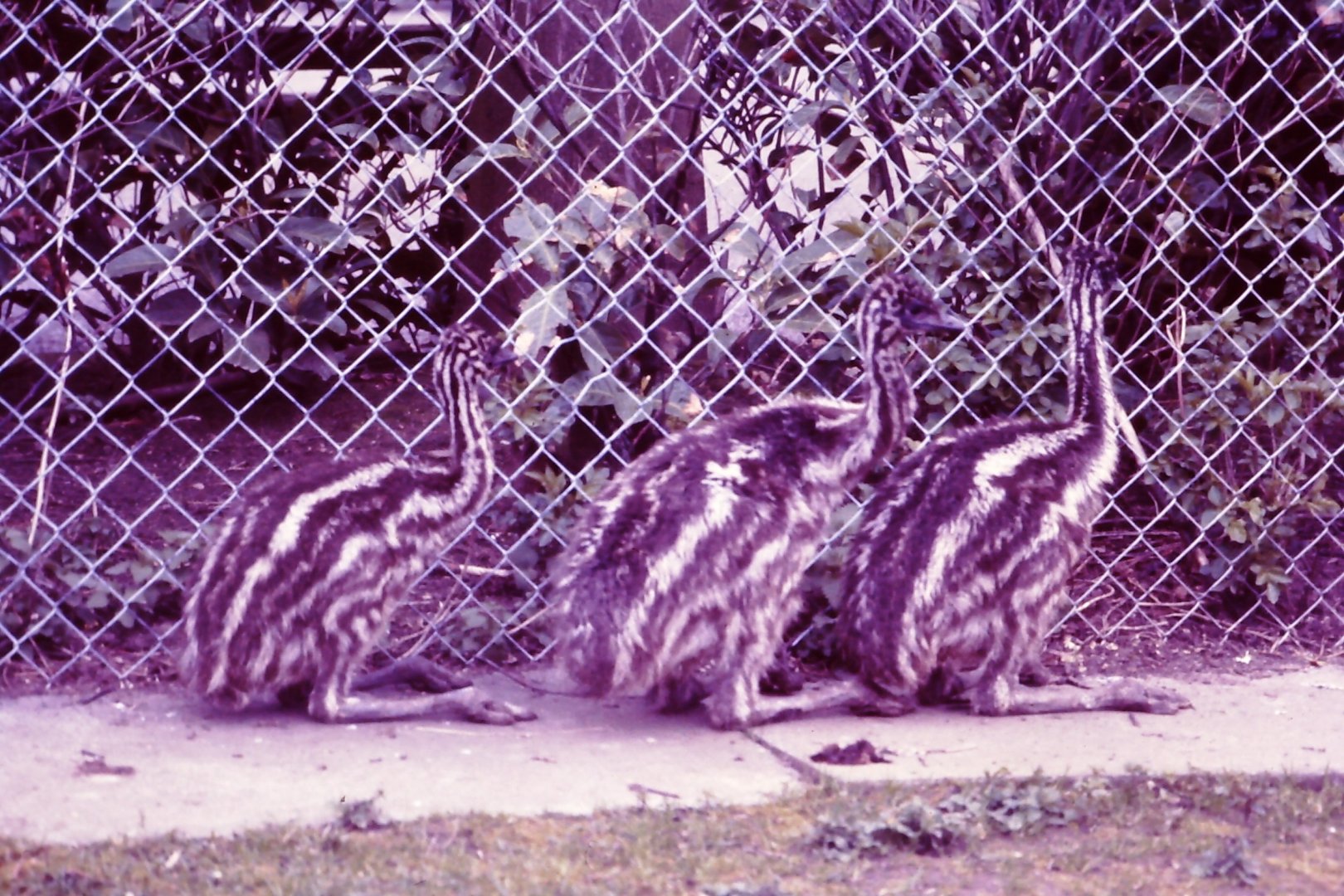 Emu chicks (Dromaius novaehollandiae) Chester zoo 1988