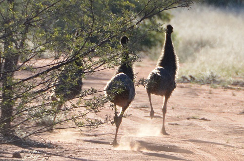 Emu chicks running.
