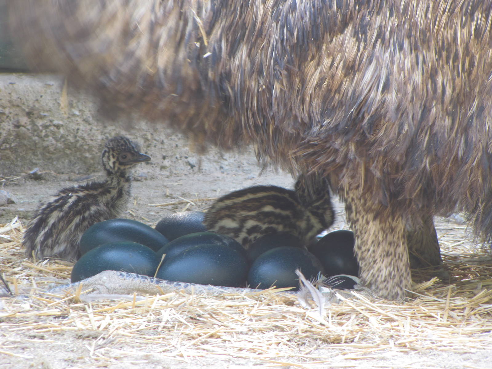 Emu chick's