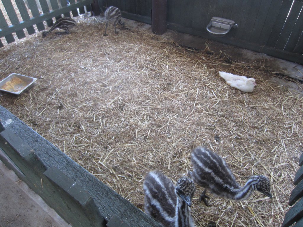 Emu chicks