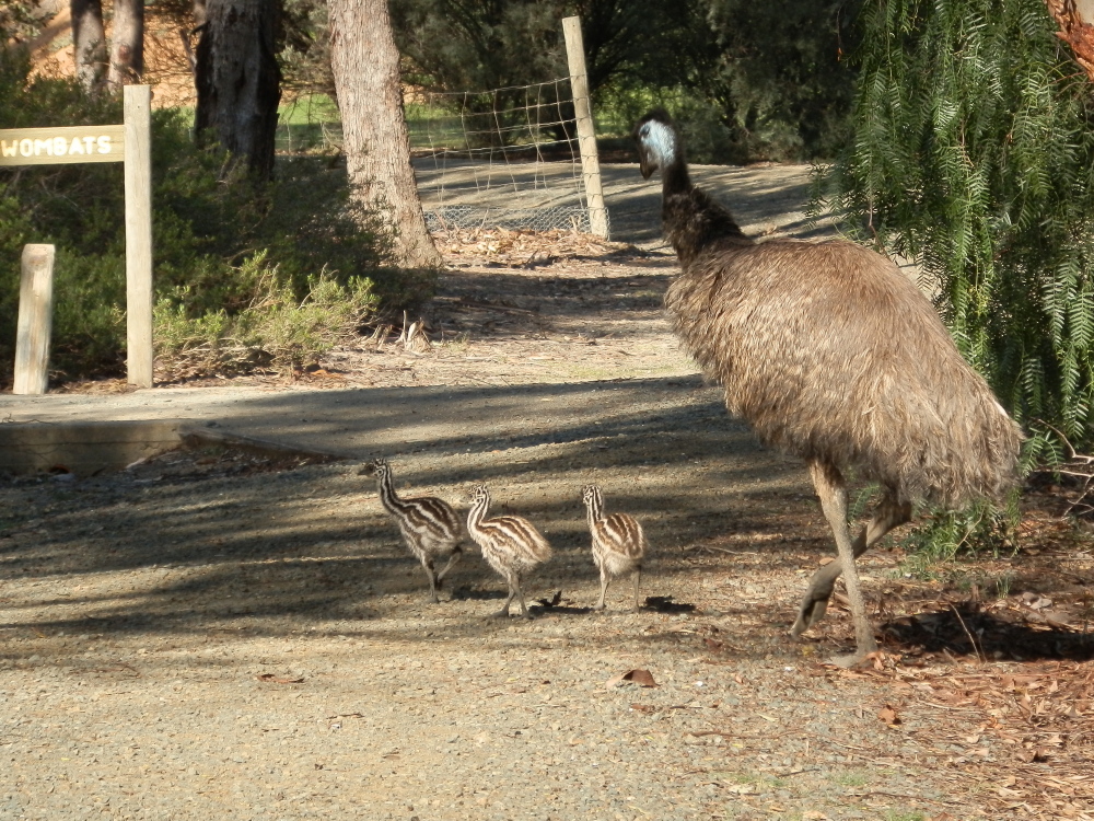Emu chicks