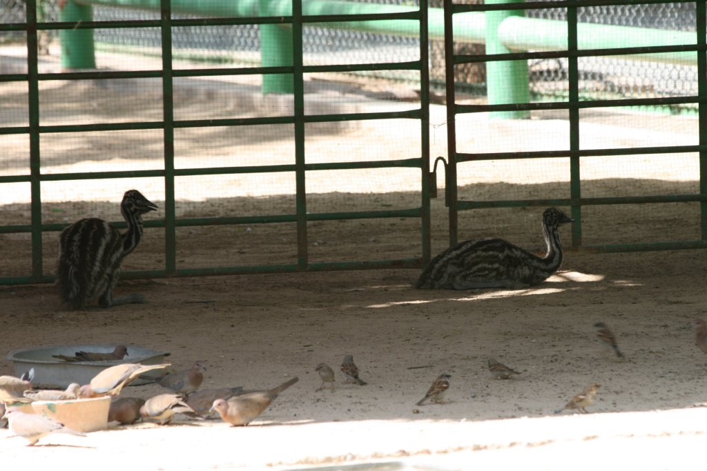 Emu Chicks