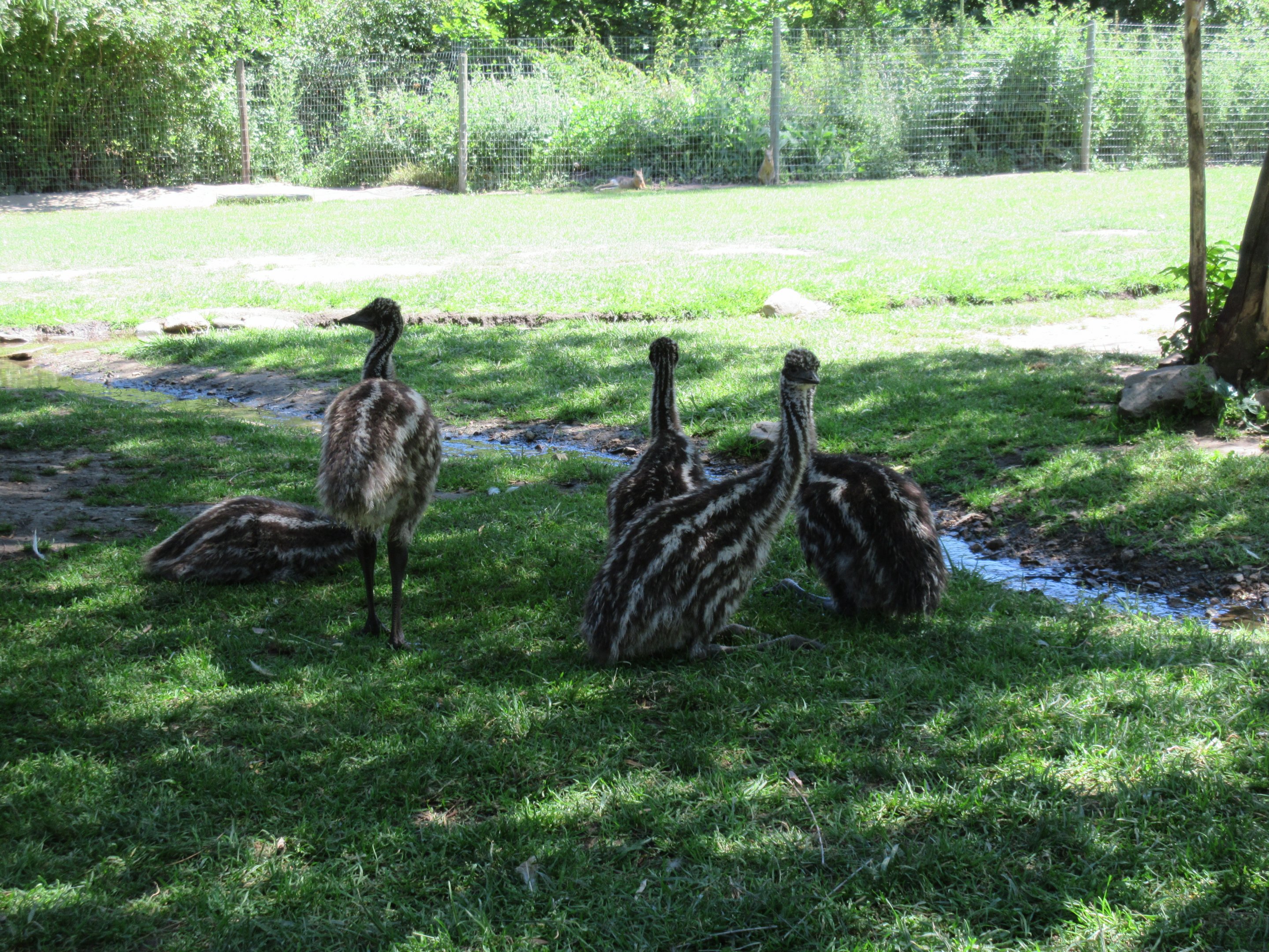Emu Chicks