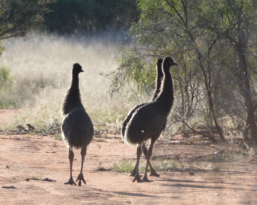 Emu chicks.