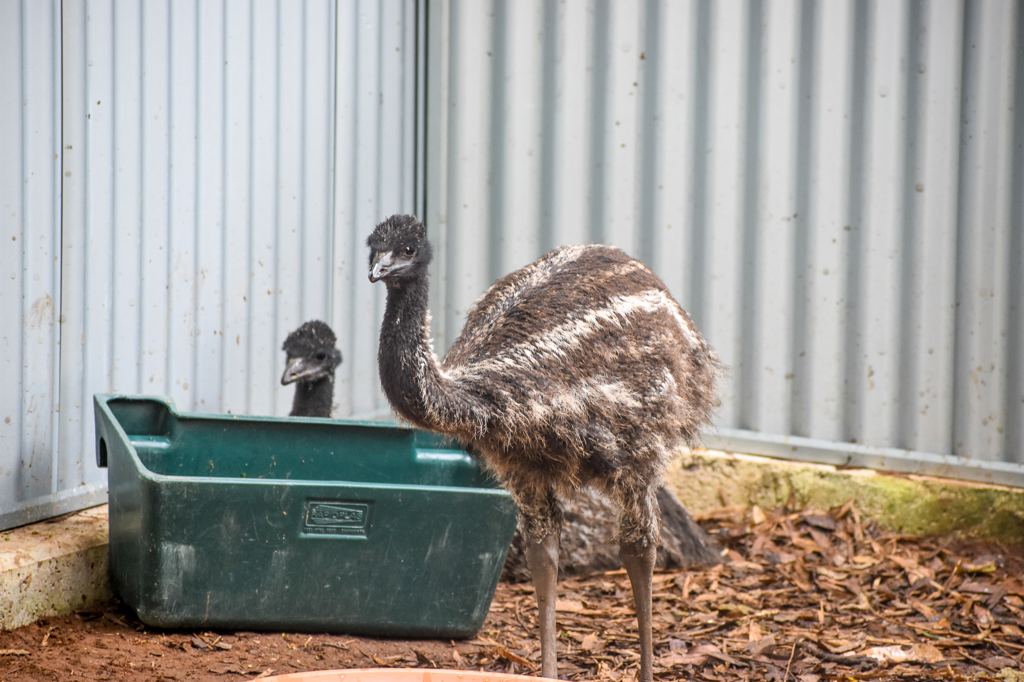 Emu Chicks