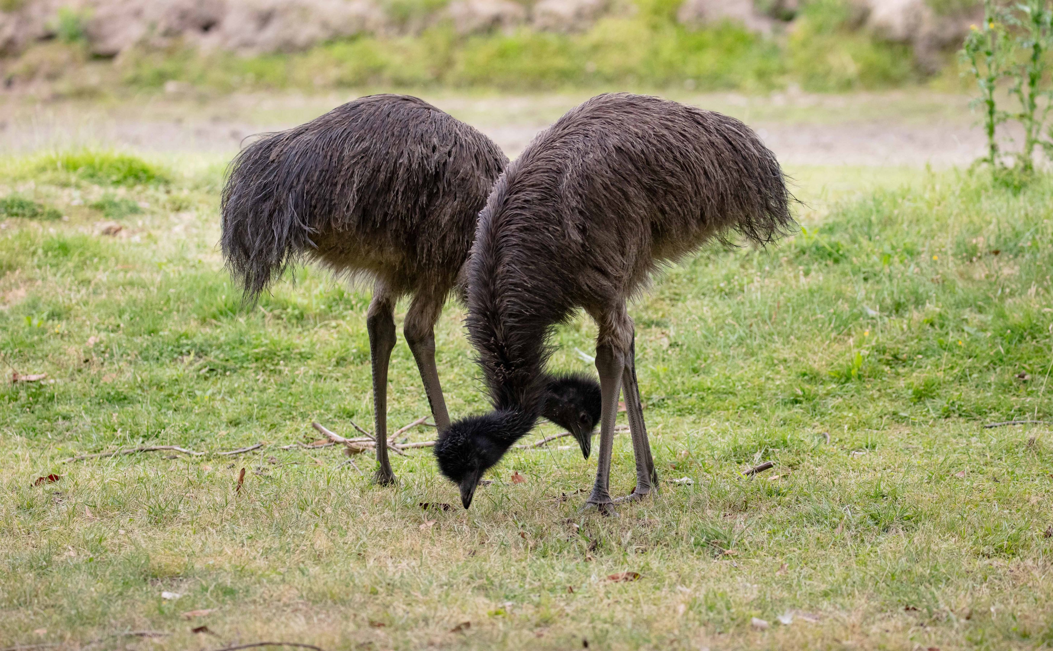 Emu chicks