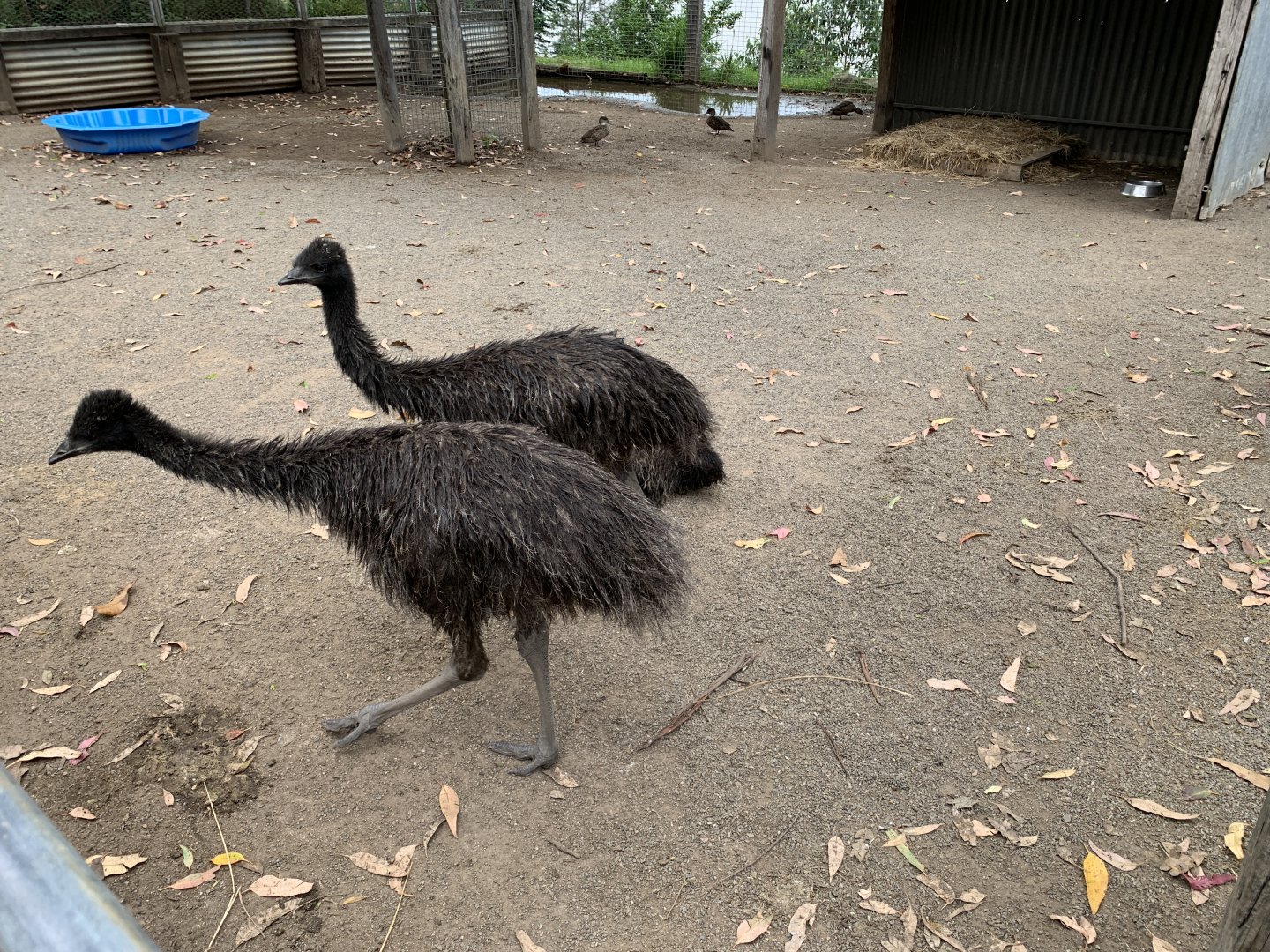 Emu Chicks