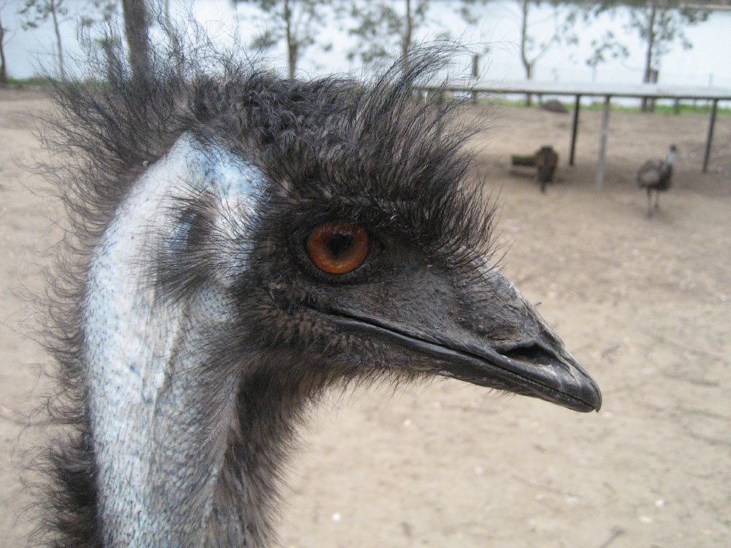 Emu closeup